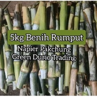 5Kg Benih Rumput Napier Pakchung