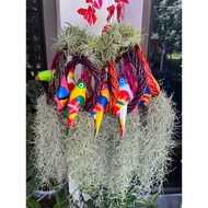 Parrot Air Plants - Burung Gantung - Pokok Janggut Angin