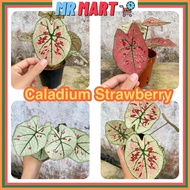 MRMART caladium plants Strawberry Star keladi cat tumpah red beret Keladi Murah alocasia Mickey Mouse Red Beret keladi