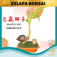 【FAMILY BONSAI】KELAPA BONSAI 椰子（包赢 ”福建“）盆栽 （PLASTIC POT) Kelapa Bonsai kelapa hiasan COCONUT BONSAI 椰子盆栽