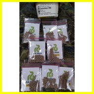 Jonction Lettuce Rijk Zwaan repacked (100 seeds)