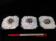 幻玉 Dintheranthus wilmotianus 番杏科 春桃玉屬, 開花株規格 !