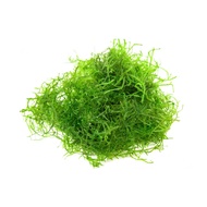 Java moss - lower price guarantee