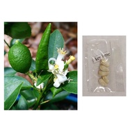 50 Seeds (buy 2 get 1 free) Key Lime Fruit Tree Citrus Plant Dwarf Bonsai for Sale Easy To Planting In Local