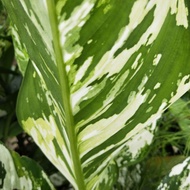 1 Keratan Pokok Keladi Dieffenbachia / Pisang Tanah (daun berbelang-belang)