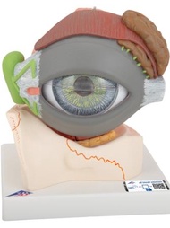 Human Eye model, 5 times life size with 8 parts / Model Mata Manusia Pembesaran 5 Kali Ganda, 8 Baha
