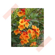 (GG real plant) cyananthus flavus ^ bunga kuning pokok hidup hiasan luar rumah tahan panas live outd