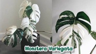 TANAMAN HIAS MONSTERA VARIGATA ( 1 Sampai 2 Daun )