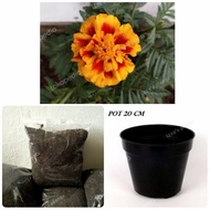 tanaman hias marigold |paket siap tanam|tanaman|media tanam|pot 20cm