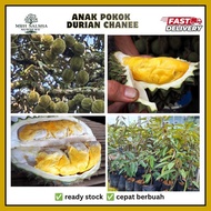 🌱 POKOK DURIAN CHANEE D123 durian chenee  cepat berbuah