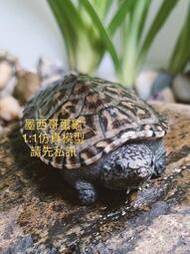 【洋安水族】墨西哥蛋4cm 果核龜 巨型山龜 側頸龜 麝香龜 擬鱷龜 西非 紅腹 沼澤 側頸 甜甜圈 東錦龜 忍者龜