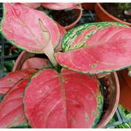 Aglaonema Chinese Evergreen Red Beauty Indoor House Home Potted Plant