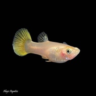 24K Gold Guppy Pair Live Fish