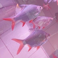 Ikan Hias Tankmate Kaviat Hijau Bangkok Besar Ziniatoko