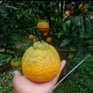 bibit jeruk dekopon uk 50 60cm