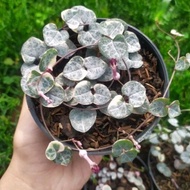 TANAMAN HIAS STRING OF HEART VARIEGATA