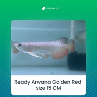 Ready ikan Arwana Golden Red size 15-25 Cm