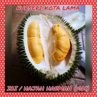 🔥HOT SALE🔥 ANAK POKOK DURIAN IOI / HAJAH HASMAH / MAS MUAR (D168) / DURIO ZIBETHINUS TREE / THORN FRUIT