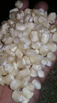 Jagung Putih Pipil Kering 500 Gram