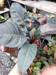 กุมารดำเรียกทรัพย์ Philodendron Black Cardinal ต้นไม้มงคล ไม้ฟอกอากาศ ส่งพร้อมกระถาง 8 นิ้ว ฟอร์มสวย