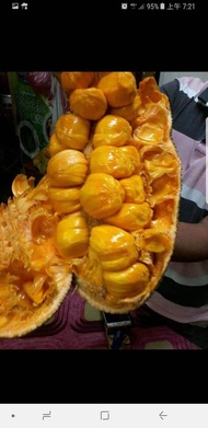 Pokok cempedak penang king