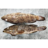 2Kg± Premium Sea Spotted Grouper Frozen Garoupa Kerapu Clean Frozen