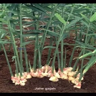 Super natural elephant ginger herbal plant seeds203 ready ak