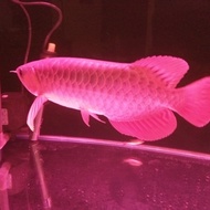 ikan arwana super red itl termurah 35cm up
