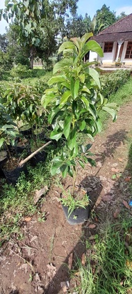 tanaman alpukat miki 1 meter