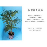 心栽花坊-細葉觀音棕竹/4吋/棕櫚/觀葉植物/售價250特價200