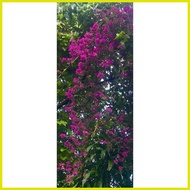 ◪ ❃ ✲ Bougainvillea Purple Queen - stem Cuttings 5 pcs