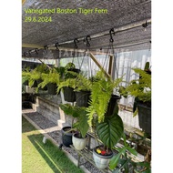 Variegated Boston Tiger Fern (Nephrolepis Exaltata) - Live Outdoor Plant /Pokok Tanaman Hiasan