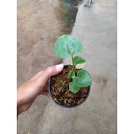 TERBARU anthurium kg var / kuping gajah varigata