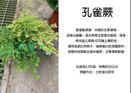 心栽花坊-孔雀蕨/孔雀鐵線蕨/3.5吋/蕨類/觀葉植物/綠化植物/售價400特價320