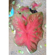 UBI BENIH KELADI ( THAI RAMBUTAN )  READY STOCK  CALADIUM BULB SEED TANAMAN BUNGA HIAS HIASAN LAMAN 