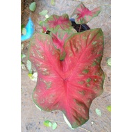 UBI BENIH KELADI ( THAI RAMBUTAN ) ! READY STOCK ! CALADIUM BULB SEED TANAMAN BUNGA HIAS HIASAN LAMAN FLOWER HOUSEPLANT