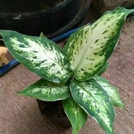 tanaman hias aglonema sparkle