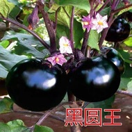 Ready Stock Quick Shipment Black Handsome Round Eggplant Seeds Extra Large Round Eggplant Seeds Cour