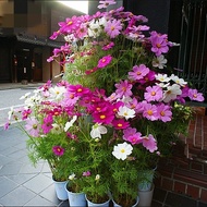 LHK 100seeds Mixed Color Cosmos Bonsai Seeds Cosmos Tall Mixed Flower Garden Colors Cosmos Bonsai Se