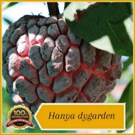 pokok nona manis I'd buah besar