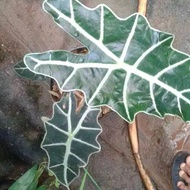 tanaman hias alocasia tengkorak/ keladi amazon