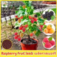 เมล็ดพันธุ์ ราสเบอร์รี่ บรรจุ 1000 เมล็ด Potted Raspberry Seed Fruit Seeds for Planting เมล็ดผลไม้ ต้นไม้ผลกินได้ พันธุ์ไม้ผล บอนไซ บอนสี ต้นบอนสี เมล็ดบอนสี เมล็ดผัก ต้นผลไม้ ต้นไม้แคระ ผลไม้อร่อย ปลูกง่าย คุณภาพดี ราคาถูก ของแท้ 100% อัตรางอกสูง!