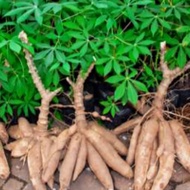 pohon bibit batang singkong ubi kayu 10 pohon