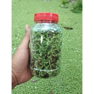 Azolla Super Fertile | Water Plants Producer Nitrogen & Alternative Feed