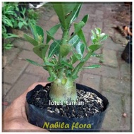 Pohon Bonsai Adenium Arabicum Obesum-Bibit Tanaman Bonsai Adenium