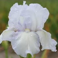 Iris   Germanica    德國鳶尾     英式小屋