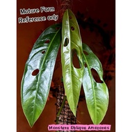 【TW668】 Monstera Obliqua Amazonas indoor live plant