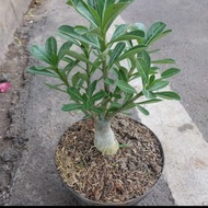 Bibit bonsai adenium / Kamboja Jepang