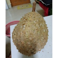 D172 DURIAN BOTAK - ANAK POKOK