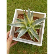 🍀 Sansevieria Gabriella White🍀